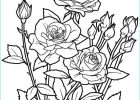 Rose à Colorier Cool Photographie Coloriage Fleur Roses