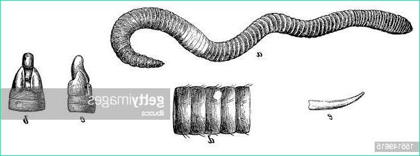 Vers De Terre Dessin Cool Images 60 top Earthworm Stock Illustrations Clip Art Cartoons
