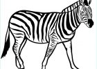 Zebre Coloriage Nouveau Images Coloriage Zebre Espece Herbivores Vivant En Afrique
