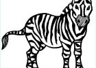 Zebre Coloriage Unique Photos Baby Zebra Drawing at Getdrawings