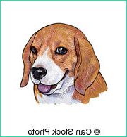 Beagle Dessin Beau Collection Cliparts Et Illustrations De Beagle 2 973 Graphiques