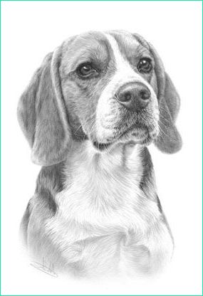 Beagle Dessin Beau Image Beagle by Nolon Stacey Dibujos Pinterest