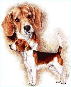 Beagle Dessin Cool Images Beagle Drawing by Barbara Keith