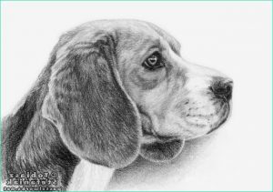 Beagle Dessin Impressionnant Stock Tag Dessins Des Cheins Art Animalier