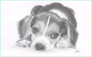 Beagle Dessin Inspirant Collection Beagle Puppy Dog Limited Edition Art Drawing Print Signed by