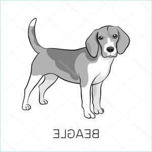 Beagle Dessin Inspirant Stock Beagle Chien Debout De Race Pure Image Vectorielle Par