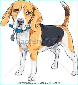 Beagle Dessin Unique Image Vector Sketch Serious Dog Beagle Breed Vector Color