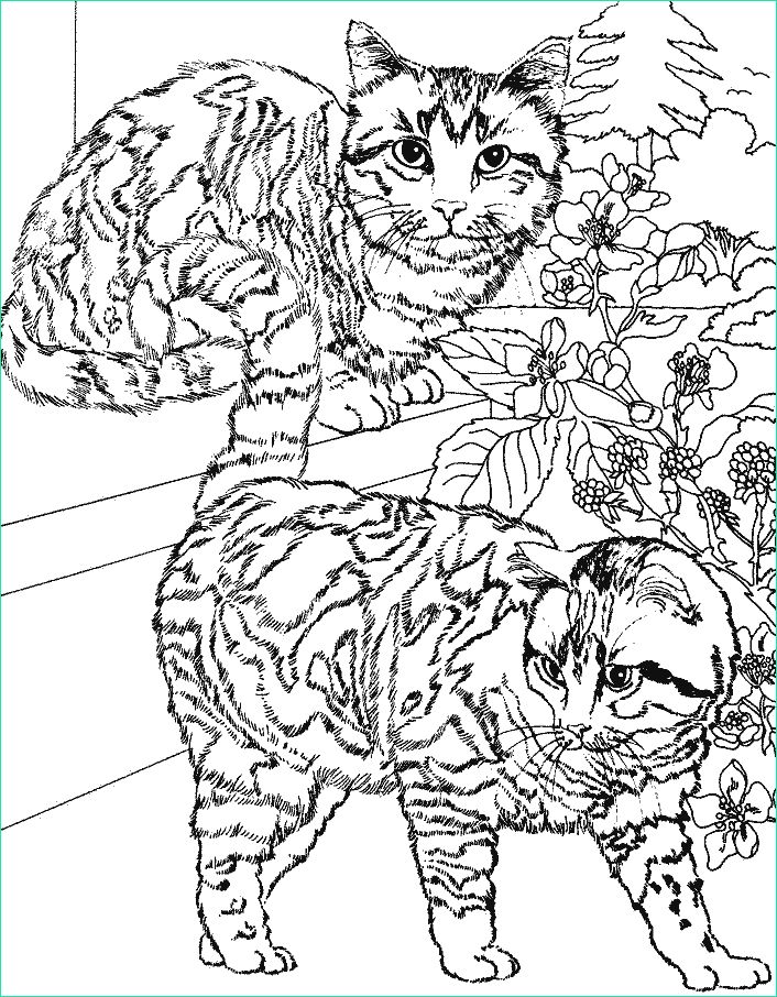 Coloriage Adulte Chat Luxe Image Coloriage Chats