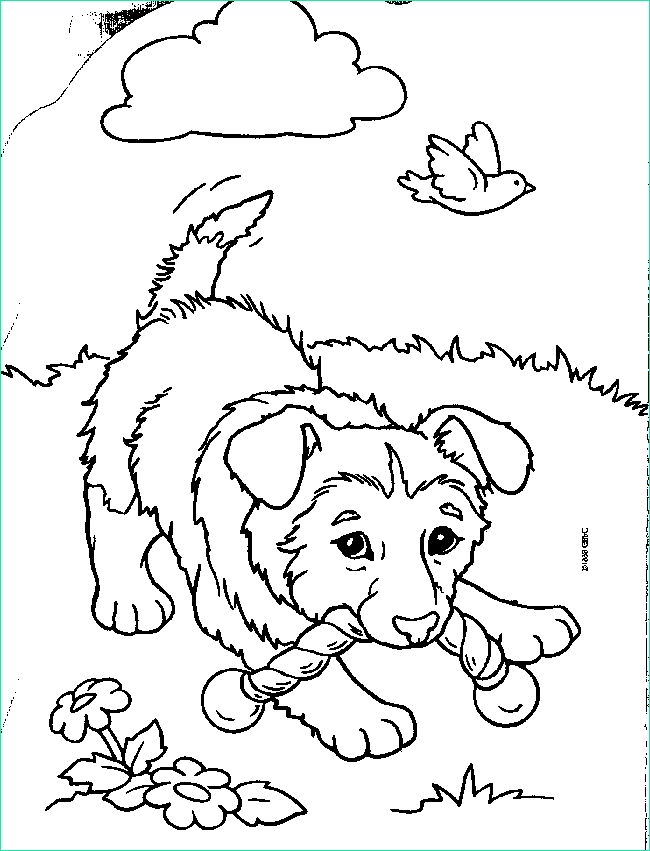 Coloriage Chiot Beau Stock Index Of Coloriages Animaux Chiot