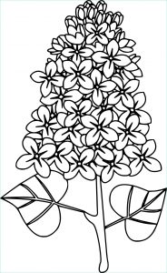 Coloriage Fleurs Maternelle Inspirant Stock Coloriage Lilas à Imprimer Sur Coloriages Fo