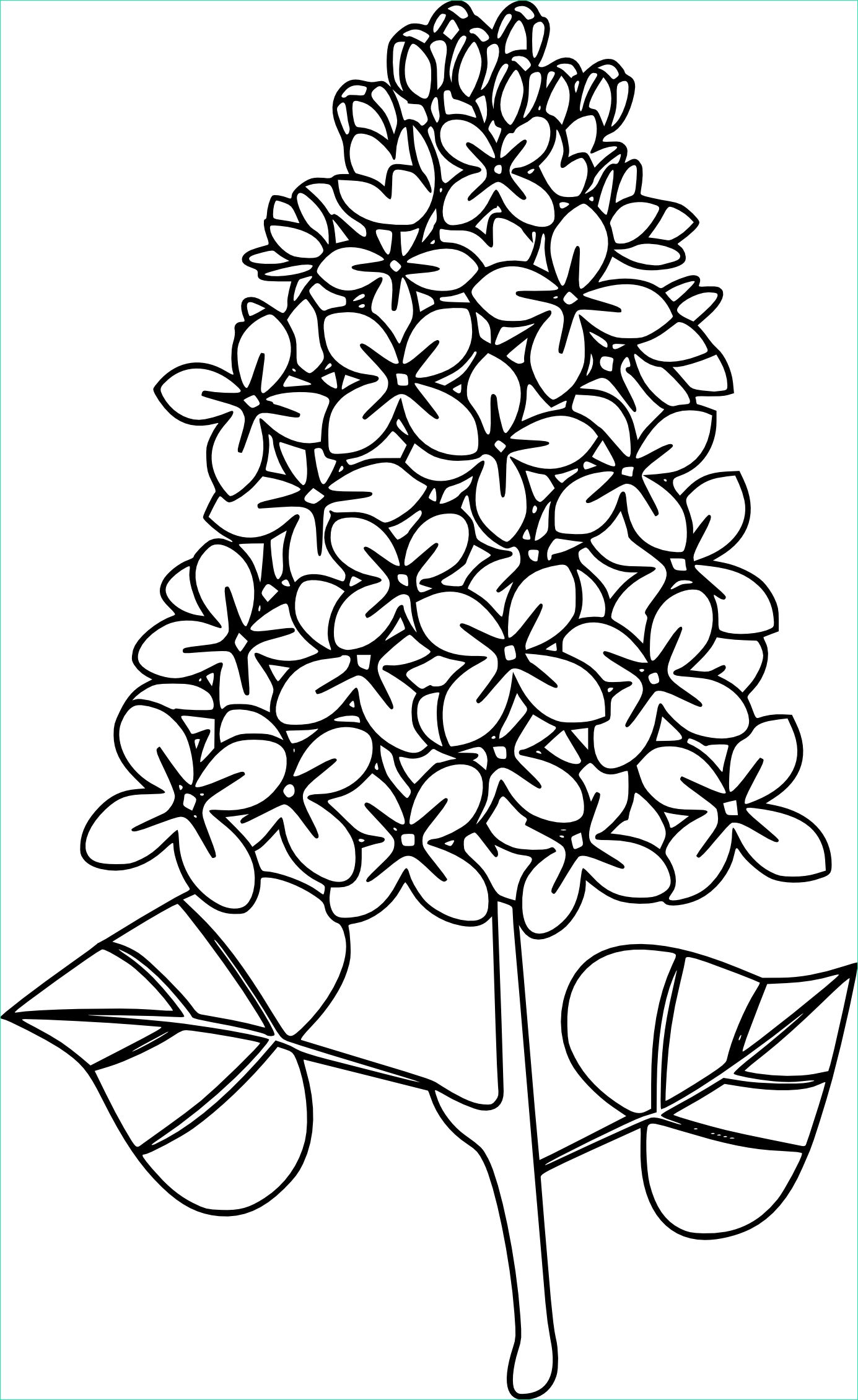 Coloriage Fleurs Maternelle Inspirant Stock Coloriage Lilas à Imprimer Sur Coloriages Fo
