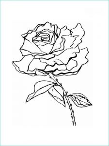 Coloriage Rose Bestof Collection Coloriages De Fleurs