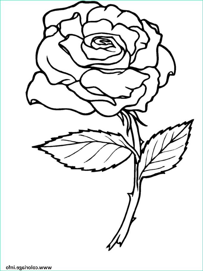 Coloriage Rose Luxe Photos Coloriage Roses 3 Dessin