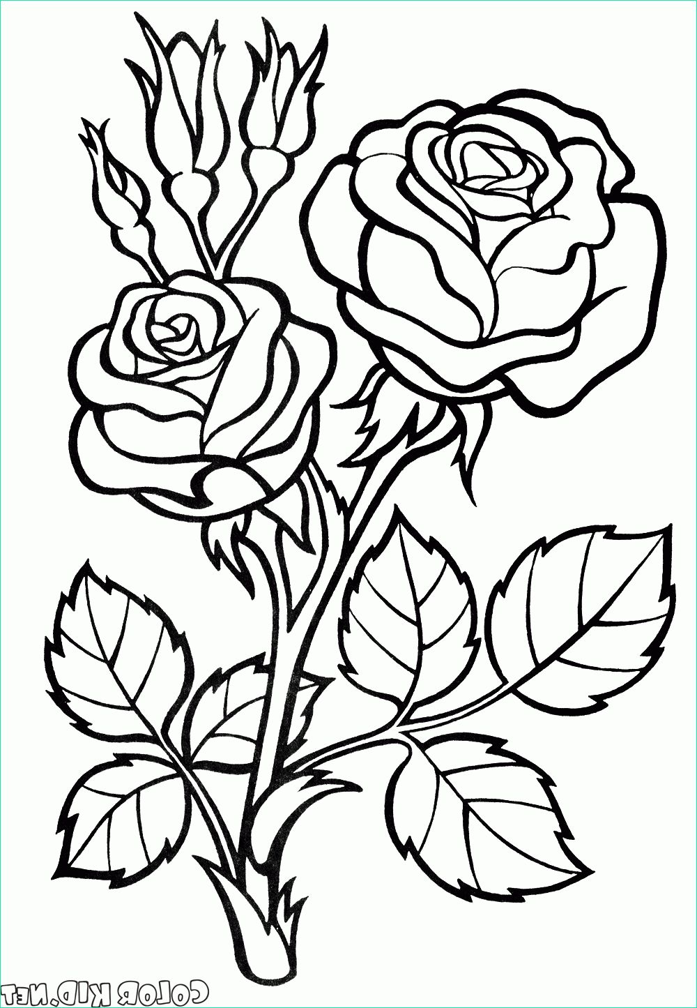Coloriage Rose Unique Image Coloriage Rose