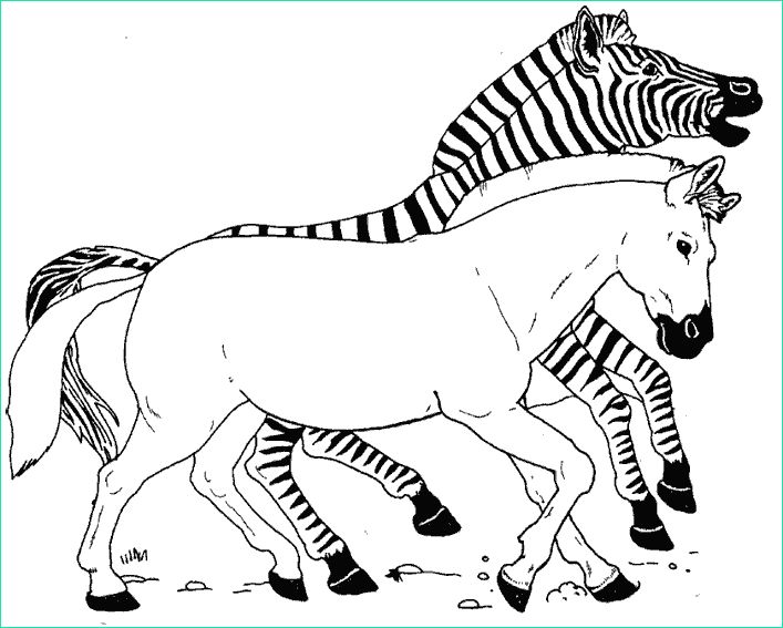 Coloriage Zebre Beau Stock Coloriage Zebre à Imprimer Pour Les Enfants Cp