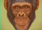Dessin Chimpanzé Beau Stock Cliparts Et Illustrations De Chimpanzé 9 524 Dessins Et