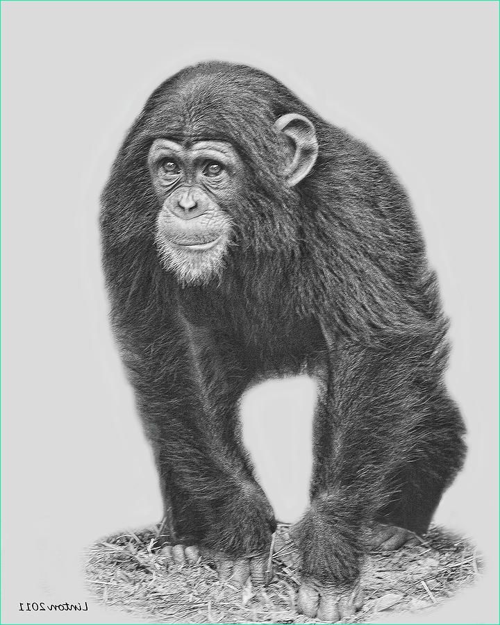 Dessin Chimpanzé Élégant Galerie Young Chimpanzee 2 Digital Art by Larry Linton