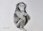 Dessin Chimpanzé Élégant Photographie Dessins