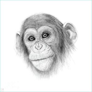 Dessin Chimpanzé Unique Photos A Chimpanzee Not Monkeying Around Drawing by Creative