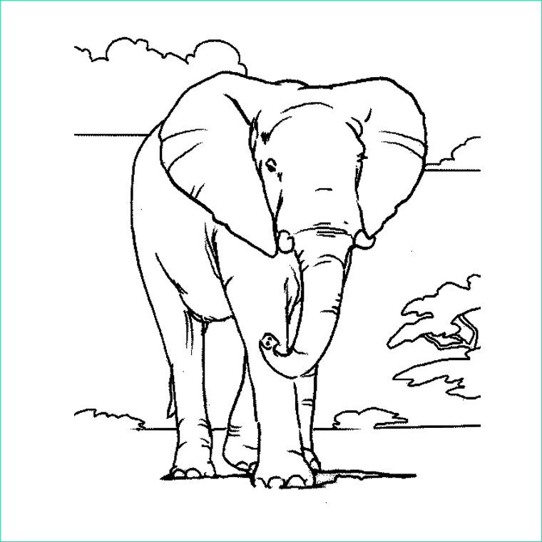 Dessin Elephant A Imprimer Unique Photos Coloriage éléphant D Afrique Gratuit à Imprimer