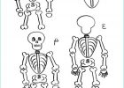 Dessin Halloween Squelette Impressionnant Collection Idées Tendances Dessin Squelette Halloween Facile the