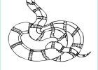 Dessin Serpent Facile Beau Images Dessin De Serpent A Imprimer Fonds D écran Hd