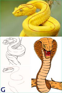 Dessin Serpent Facile Impressionnant Galerie Ment Dessiner Un Serpent