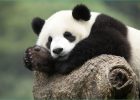 Image Panda A Imprimer Luxe Image Dessins En Couleurs à Imprimer Panda Numéro