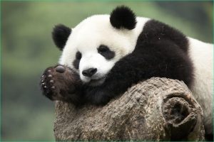 Image Panda A Imprimer Luxe Image Dessins En Couleurs à Imprimer Panda Numéro