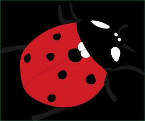 Ladybug Dessin Nouveau Galerie Free Vector Graphic Ladybug Red Insect Animal Free