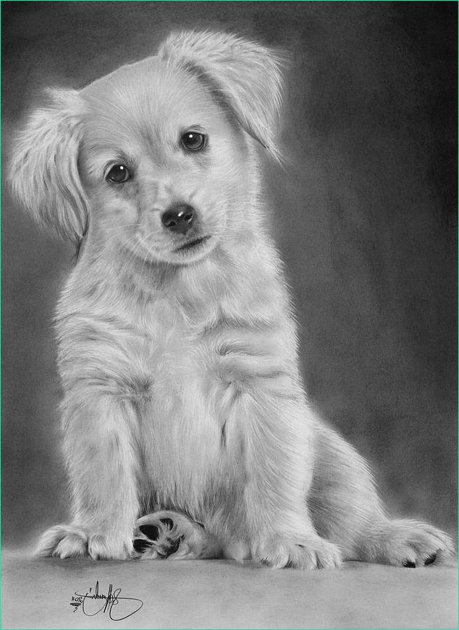Chiots Dessin Élégant Images Golden Retriever Puppy Drawing Drawing by John Harding
