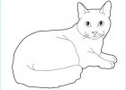 Coloriage à Imprimer Chaton Beau Galerie Coloriage Chaton Maine Coon Dessin