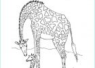 Coloriage Animaux Afrique Maternelle Cool Photographie Coloriage Girafe D Afrique Dessin Gratuit à Imprimer