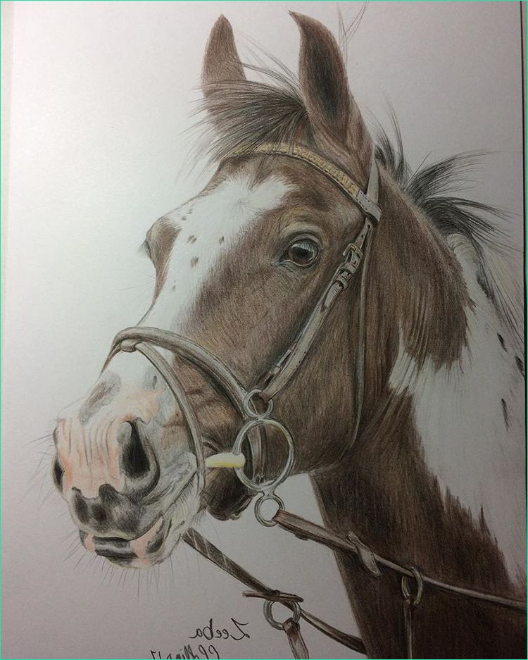 Dessin Cheval Realiste Beau Images Pin On Horse Art