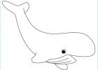 Dessin De Baleine Élégant Galerie Coloriage Baleine Imprimez Votre Dessin De Baleine Sur