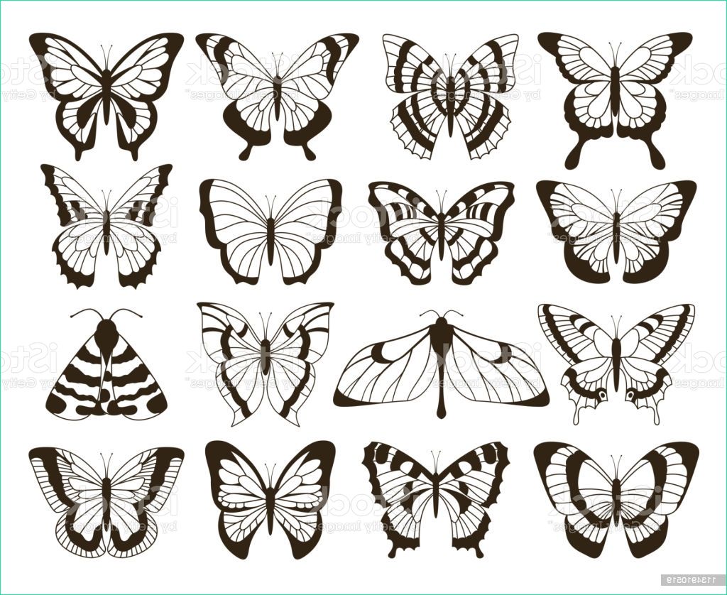Dessin De Papillon Impressionnant Photos Papillons Monochrome Dessin Noir Et Blanc À La Main