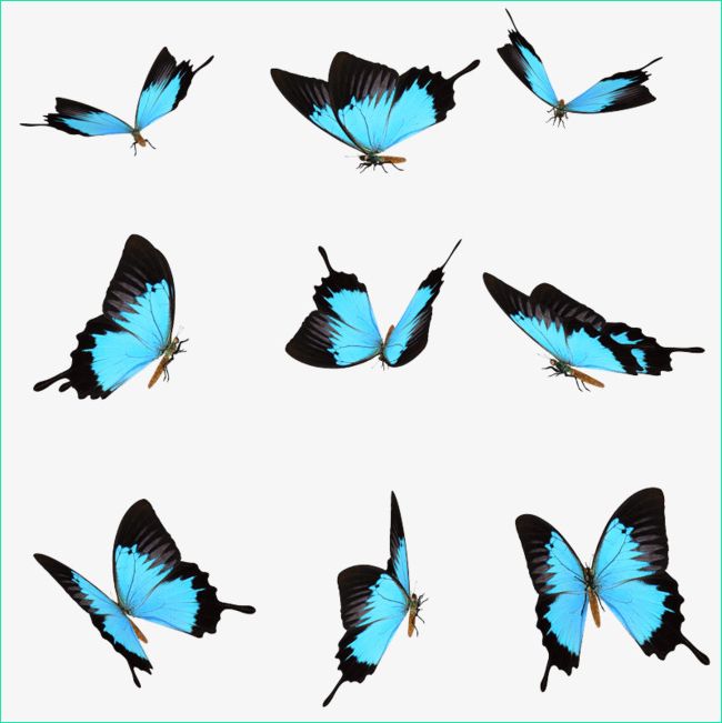 Dessin De Papillon Unique Photos Dessin Le Papillon Bleu Ciel Groupe De Disques Image Png