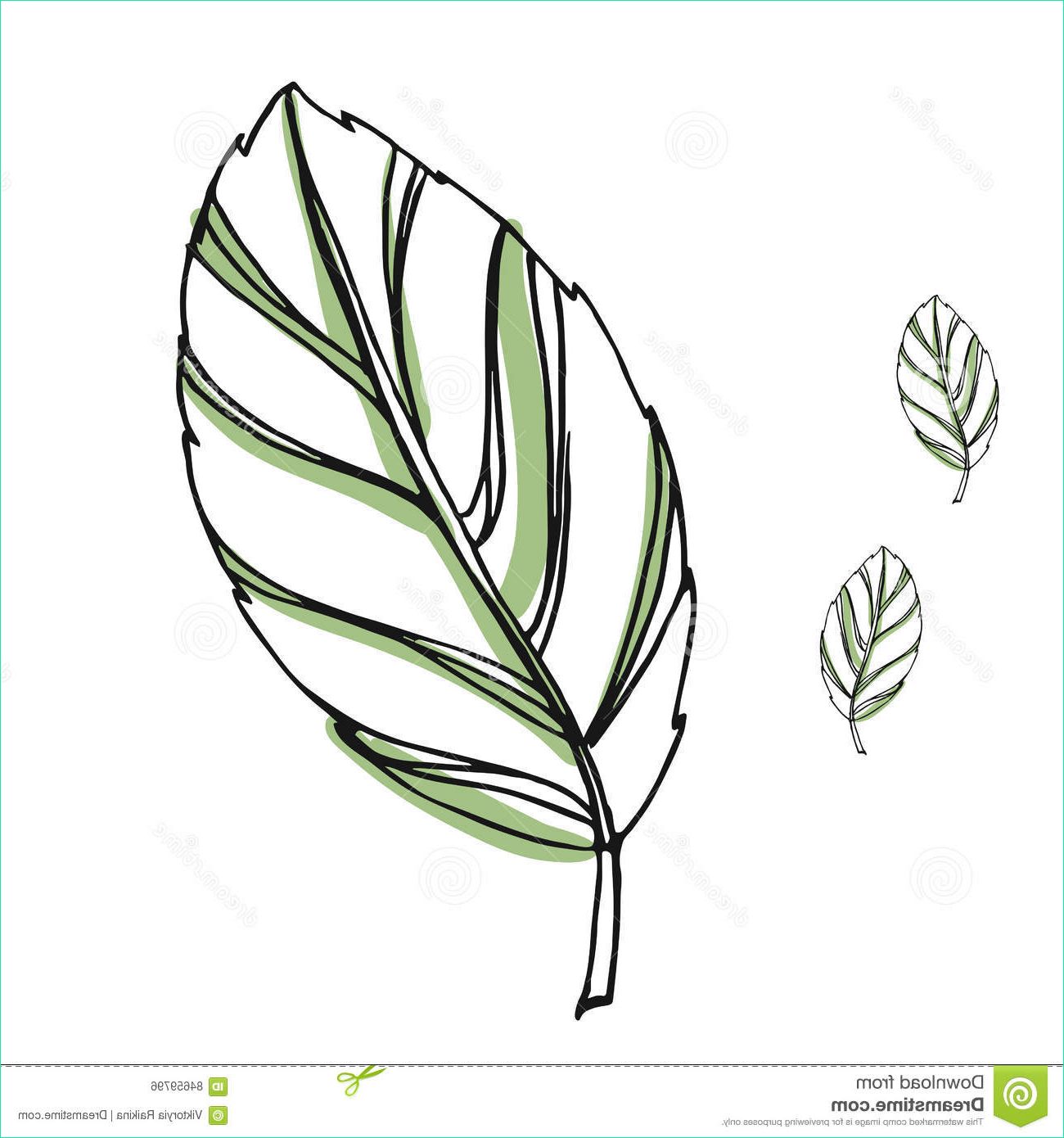 Dessin Feuilles Unique Images Leaf Vector Drawing Set isolated Tree Leaves Herbal