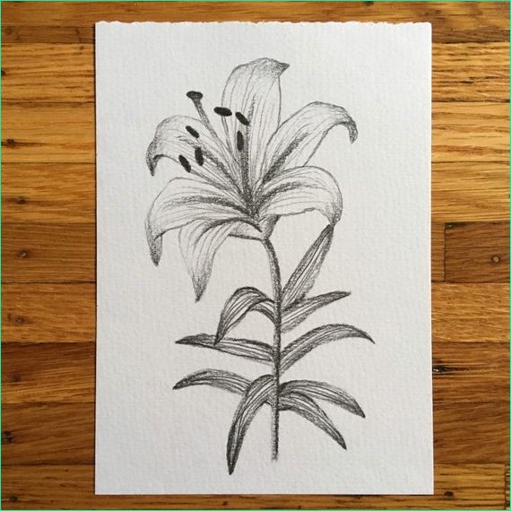 Dessin Fleur De Lys Unique Images Lily Drawing Lily Print Botanical Art Flower Drawing