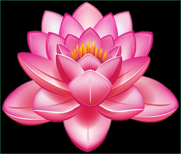 Dessin Fleur Png Beau Stock Fleur De Lotus Dessin