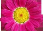 Dessin Fleur Png Impressionnant Photos S De Fleurs Détourées Au format Png Libres De Droits