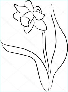 Dessin Jonquille Inspirant Stock Narcissus — Stock Vector © Tallisman à Dessin