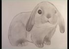 Dessin Lapins Bestof Photos Dessin Dessiner Une Petit Lapin Bélier
