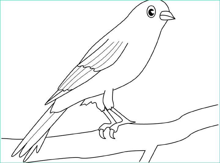 Dessin Oiseaux Facile Inspirant Image Un Uccello Canarino Su Un Ramo Disegno Da Colorare Gratis