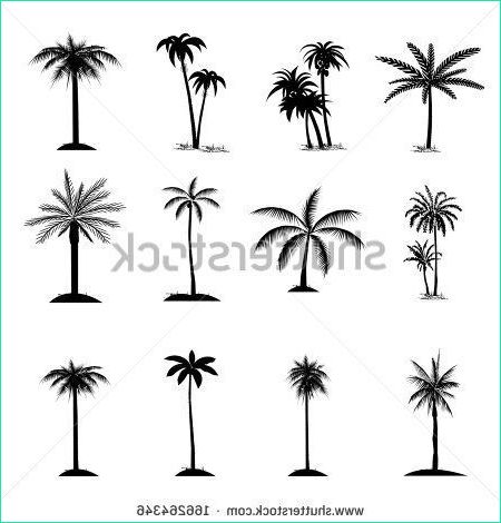Dessin Palmier Simple Beau Photos Set Of Palm Tree isolated On White
