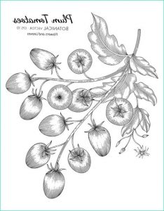 Dessin Prune Cool Galerie Illustration Botanique Dessinée à La Main De tomate Prune