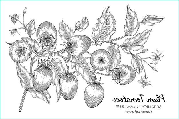 Dessin Prune Luxe Photos Illustration Botanique Dessinée à La Main De tomate Prune
