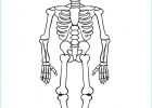 Dessin Squelette Halloween Unique Image Coloriage M Squelette Avec Images