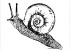 Escargot Dessin Unique Images Coloring Snail