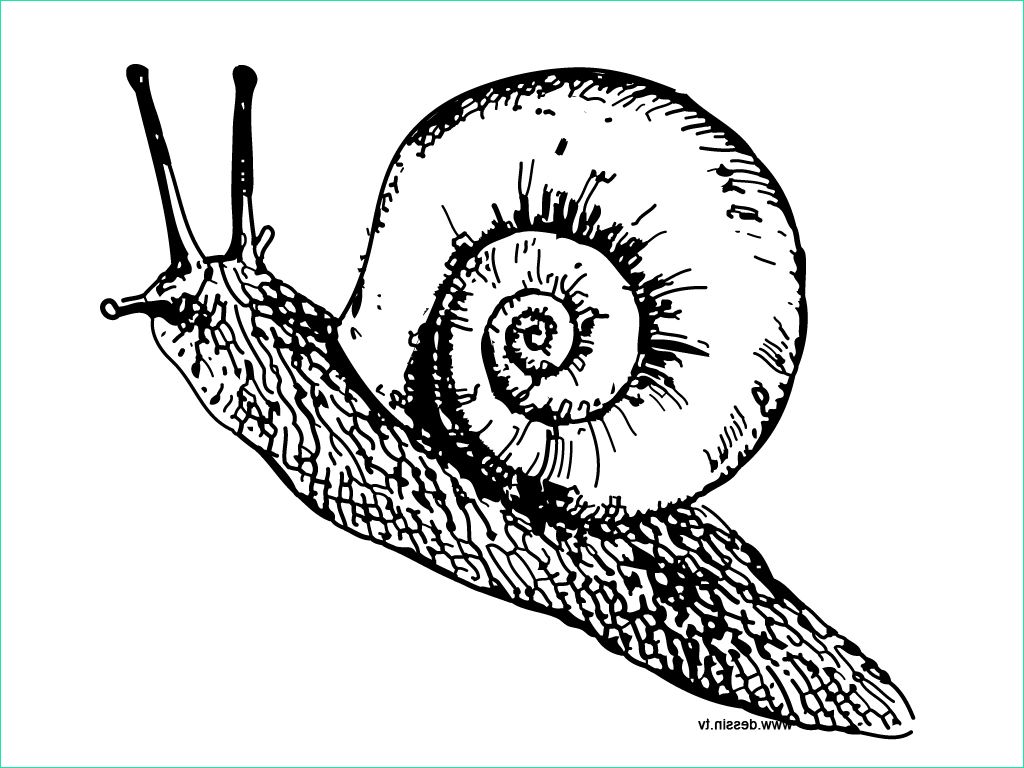 Escargot Dessin Unique Images Coloring Snail
